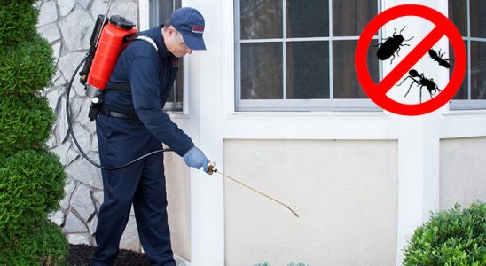 Kavaklıdere Fare İlaçlama böcek ilaçlama ve haşere kontrolü — ilaclama-tr.com
